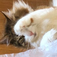 てんち (@wds8xvev0u5tqme) 's Twitter Profile