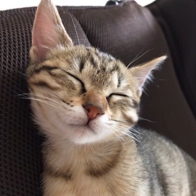 あ〜にゃんさんのプロフィール画像