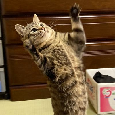 yosshy_crf's profile picture. 