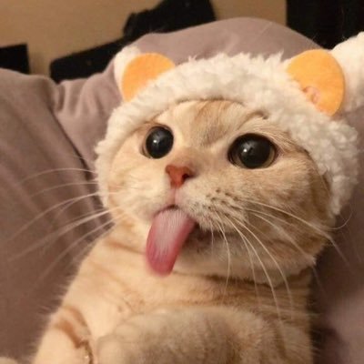 pacaunicorn's profile picture. 🦄🦙♥️