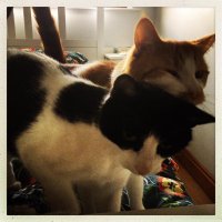 Claudine Bowyer-Crane (@ccrane74) 's Twitter Profile Photo Claudine Bowyer-Crane (@ccrane74) 's Twitter Profile Photo