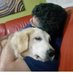 celso carrizo (@celsocarrizo67) Twitter profile photo celso carrizo (@celsocarrizo67) Twitter profile photo