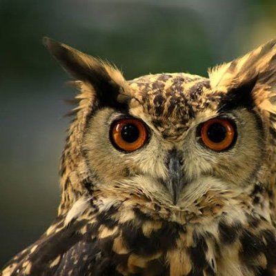 梟🦉と猫🐈が好き。プチブロックにハマり中。