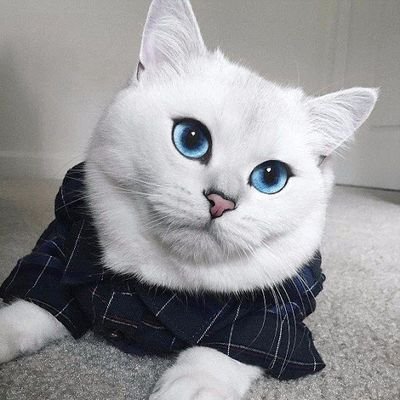 AntarAzzam's profile picture. 