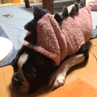 たいせい。🍄 (@pf8xk5jtsusriwu) 's Twitter Profile