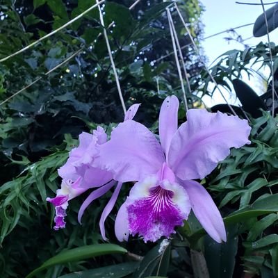 GreenNicaragua's profile picture. Fan de Chenoa desde el 2001 :)

Soy humana