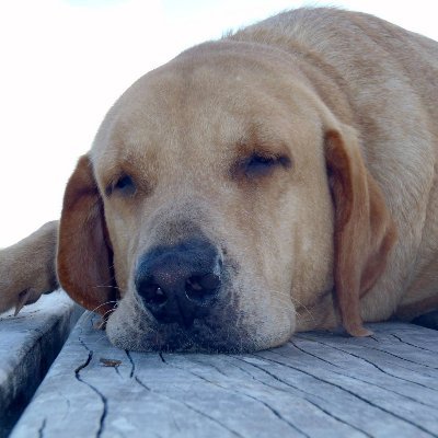 WindWolfgang's profile picture. 