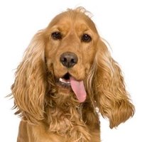 SoyYo Misma 🇺🇾🌹🐶 (@soyyomisma6) 's Twitter Profile Photo SoyYo Misma 🇺🇾🌹🐶 (@soyyomisma6) 's Twitter Profile Photo