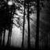 The Forest At Night (on hiatus) (@tfan_radio) Twitter profile photo The Forest At Night (on hiatus) (@tfan_radio) Twitter profile photo