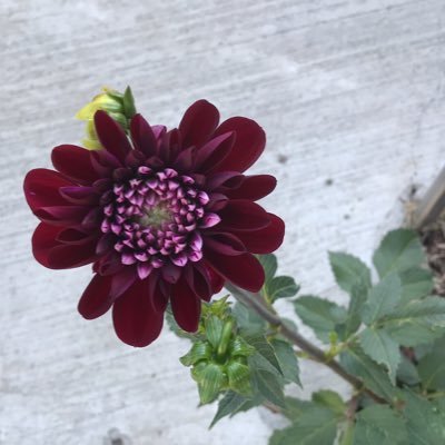 No_usefortrolls's profile picture. 