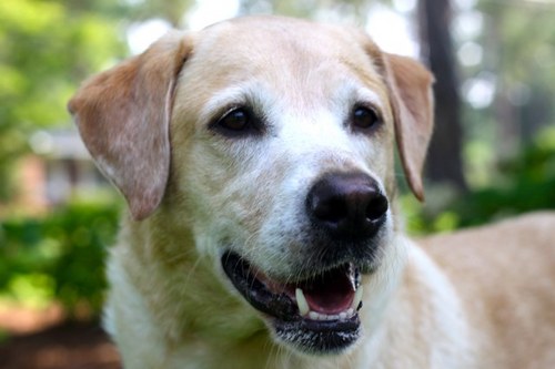 jbcdeepsouth's profile picture. 