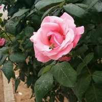 Heba Haseeb El Raie (@hebahaseeb) 's Twitter Profile