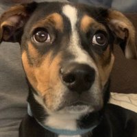 pghpug (@pghpug) 's Twitter Profile