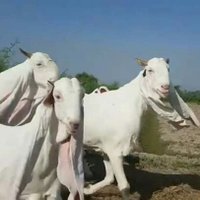 Gulabi Goat Farm (@gulabigoatfarm) 's Twitter Profile