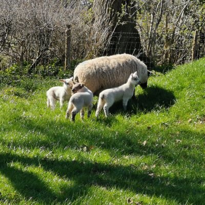 Family run farm in West Sussex, cooking from our beautiful shepherds hut kitchen for local events, weddings, parties. We sell and deliver lamb from our farm.