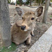 わたしはーーーー (@shin_bb123456) 's Twitter Profile