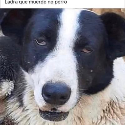 AmandaMiguelMi's profile picture. 