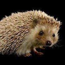 HedgeHogさんのプロフィール画像