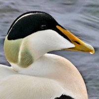 Vigur Island (@islandvigur) 's Twitter Profile Photo Vigur Island (@islandvigur) 's Twitter Profile Photo