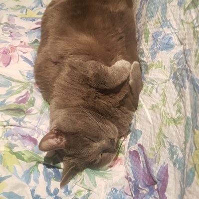 TocateH's profile picture. 