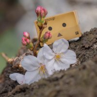 のぼりー (@noborii) 's Twitter Profile
