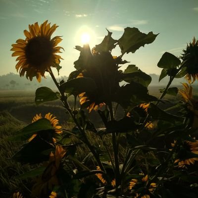 fitriyarinda2's profile picture. 