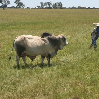 Linda_Crime's profile picture. A father, husband, Crime Scene expert! Proudly SA