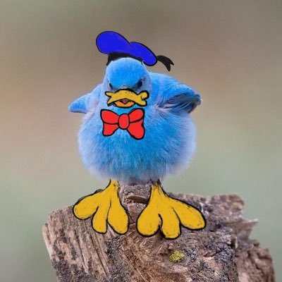 donaldaruhi's profile picture. ow/apex/csgo基本フォロバします