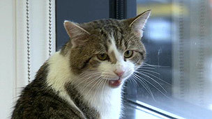 downingstlarry's profile picture. I'm 4 years old, with 7 lives remaining.
Formerly resident at the Battersea Dog AND CAT Home.
I'm partial to fish. I hunt rats and mice, but only for sport.