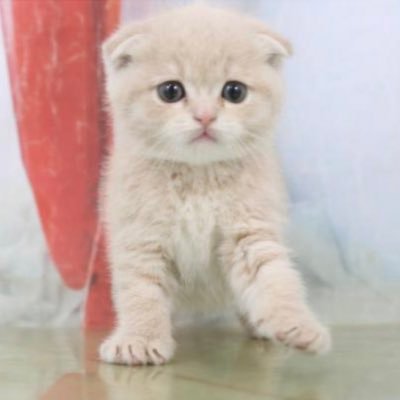 3歳の甘えん坊なスコティッシュフォールド♀の月ちゃんです。 コロナで大変な時期ですが、少しでも皆さんに癒しをお届けできますように…🐈❤︎ 2020.1.14生まれ。フォロー大歓迎です🥰2020.4.20〜FIP闘病、皆様のお陰で完治致しました😭