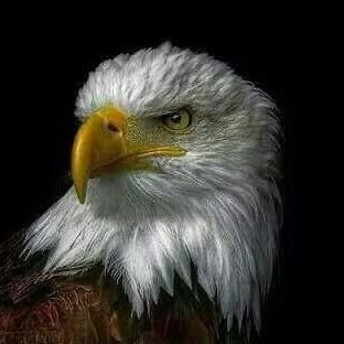 alertraho's profile picture. Be aware, be alert.