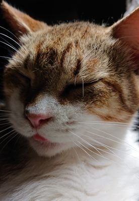 ねこ 日向ぼっこ中 Ne8h0699swykdmx Twitter ねこ 日向ぼっこ中 Ne8h0699swykdmx Twitter
