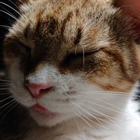 日向ぼっこ中 (@ne8h0699swykdmx) 's Twitter Profile