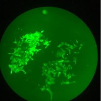 GenomeEngineeringLab UoW (@uow_genlab) 's Twitter Profile