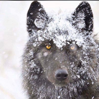 Bora0674's profile picture. Her tesadüf bir başlangıçtır; finali sen oynarsın, perdeyi kader kapatır.💛💙💛💙