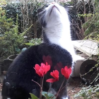 nualanim's profile picture. 