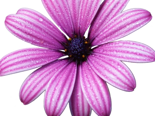 AuntLisaCreates's profile picture. purses bags neck pillows photos of landscapes flowers wildlife fighting chronic pain fibromyalgia http://t.co/3IyRLocuKL