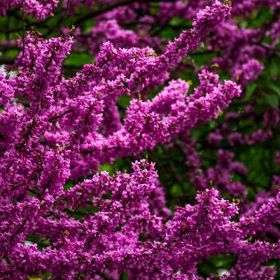 Shirooyeh's profile picture. science, music, and sports