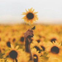 POSITIVE VIBES | إيجابيات 💛 (@_posvibes_) 's Twitter Profile