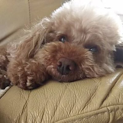 暇充 犬毛玉 على تويتر 三国志 ファンなら必見 甘露寺の十字紋石 T Co Bvinmmrdb8 Paddyingcomより これじゃ