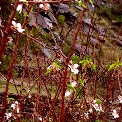 Ghorm86's profile picture. 