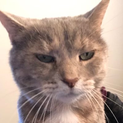 crackcat69's profile picture. 🗿