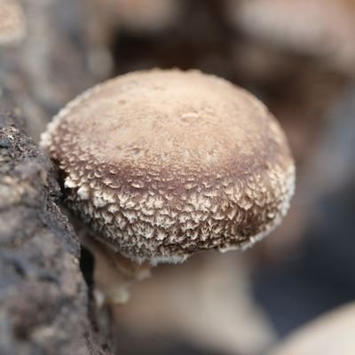 lenti(れんてぃ)