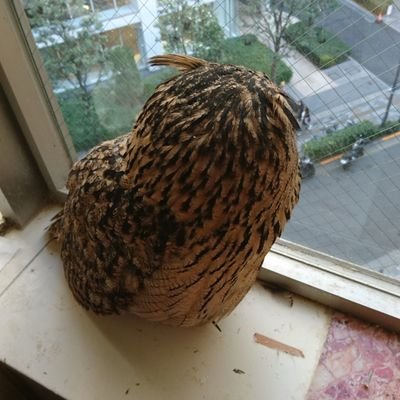 Bubo@不定期さんのプロフィール画像