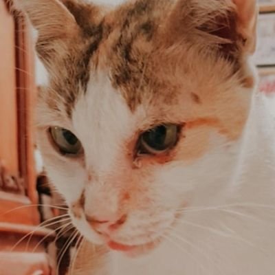 amartytice's profile picture. interests in intellectual property rights law