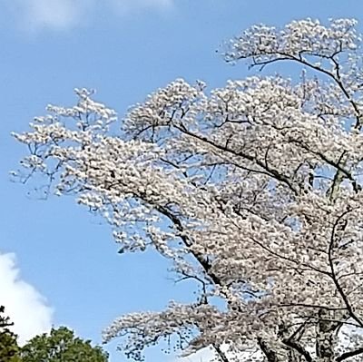 ポコポコさんのプロフィール画像