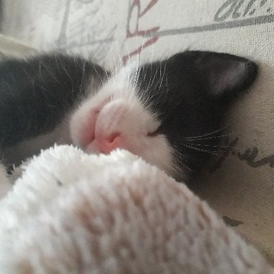 GrizzLaruwu's profile picture. Holi :3