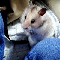 にゅ〜ぶる🐹晴笑雨笑📻Voicyパーソナリティ (@newburu) 's Twitter Profile Photo