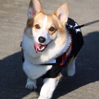 ソル🐶 (@cogri1013sol) 's Twitter Profile