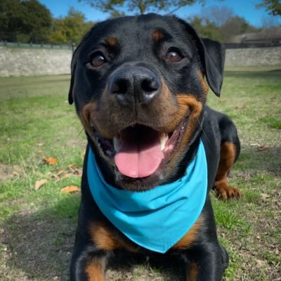 Happy Rottie living her best life in Austin, TX 🇺🇸Insta: khaleesi_the_rottweiler TikTok: khaleesi_and_jaxelgato